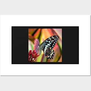 Citrus Swallowtail Butterfly | African Wildlife Posters and Art